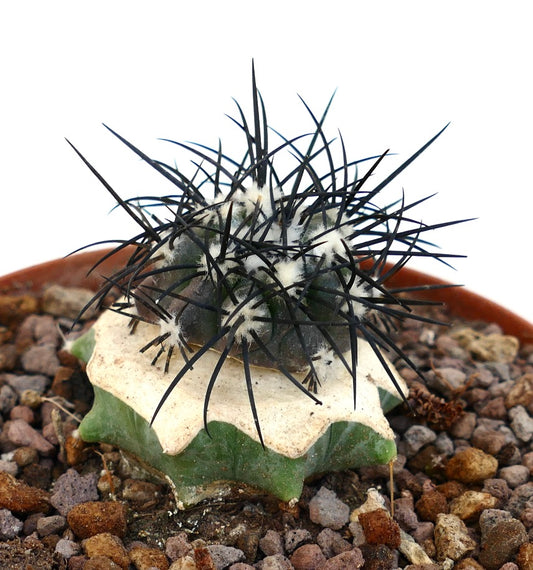 Copiapoa griseoviolacea rare cactus with dark spines and woolly areoles on ribbed body