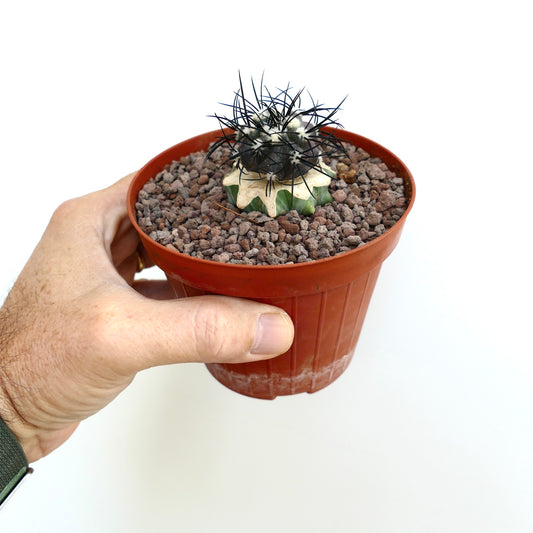 Copiapoa griseoviolacea small cactus with dark spines and variegated white-green base in pot