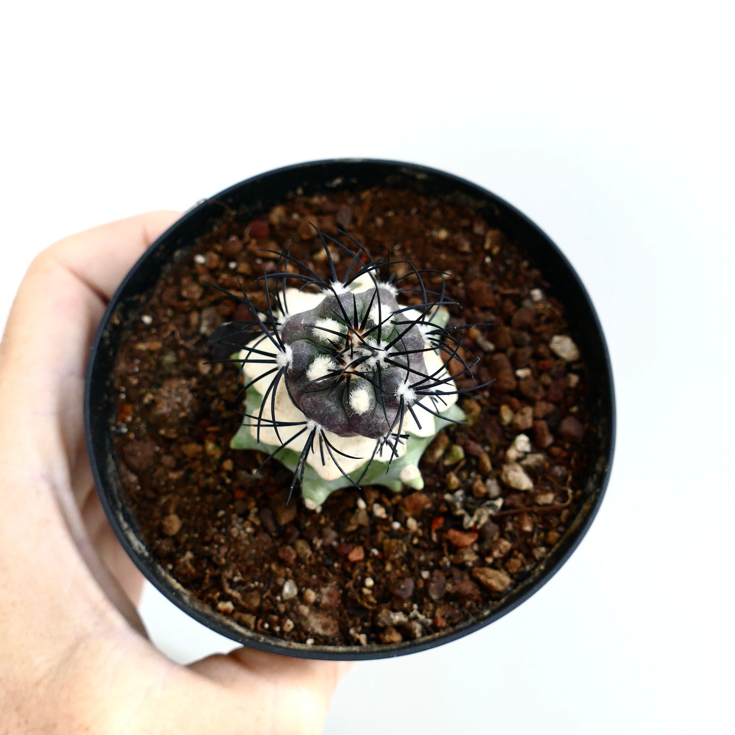 Copiapoa griseoviolacea small succulent cactus with dark spines and variegated gray-green body in pot