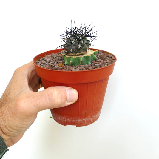 コピアポア・グリーセオヴィオラセア 小型接ぎ木サボテン ダークスパインと質感のある緑色の基部が鉢植えに