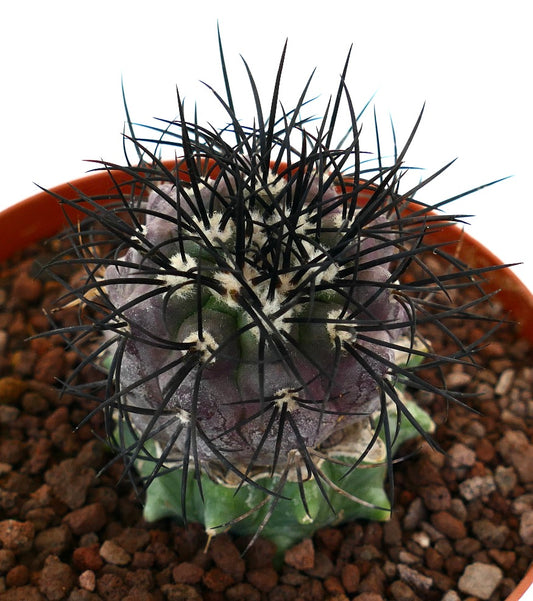 Copiapoa griseoviolacea rare succulent cactus with dark spines and purple-green body in pot