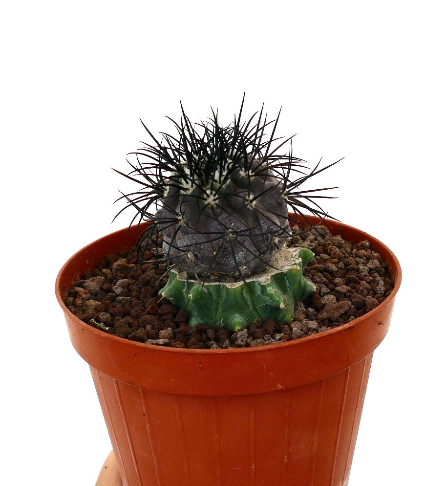 Copiapoa griseoviolacea seltener gepfropfter Kaktus mit dunklen Dornen und strukturiertem violettem Stiel