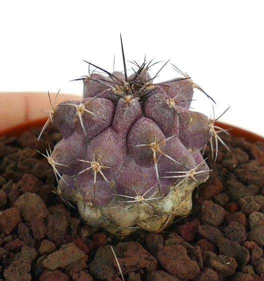 Copiapoa griseoviolacea x Copiapoa cinerea zeldzame paarse succulent cactus met opvallende stekels