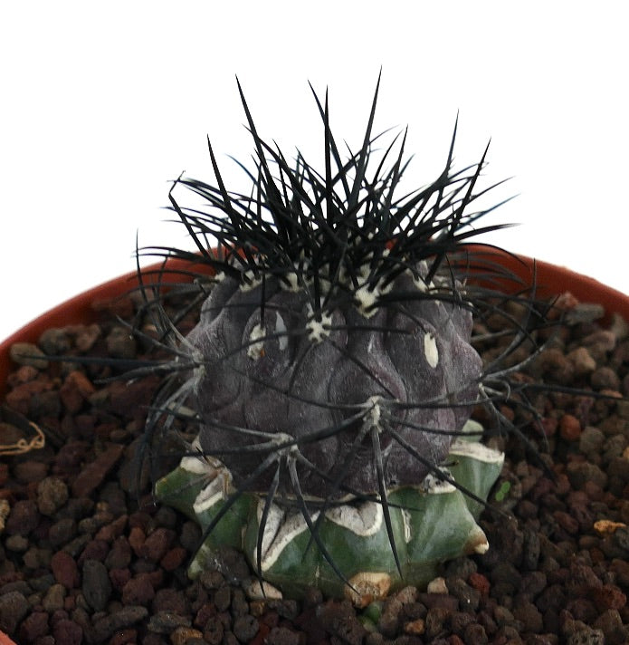 Copiapoa griseoviolacea seltener Kaktus mit dunklen Dornen und strukturiertem, violett-grünem Pfropfstamm