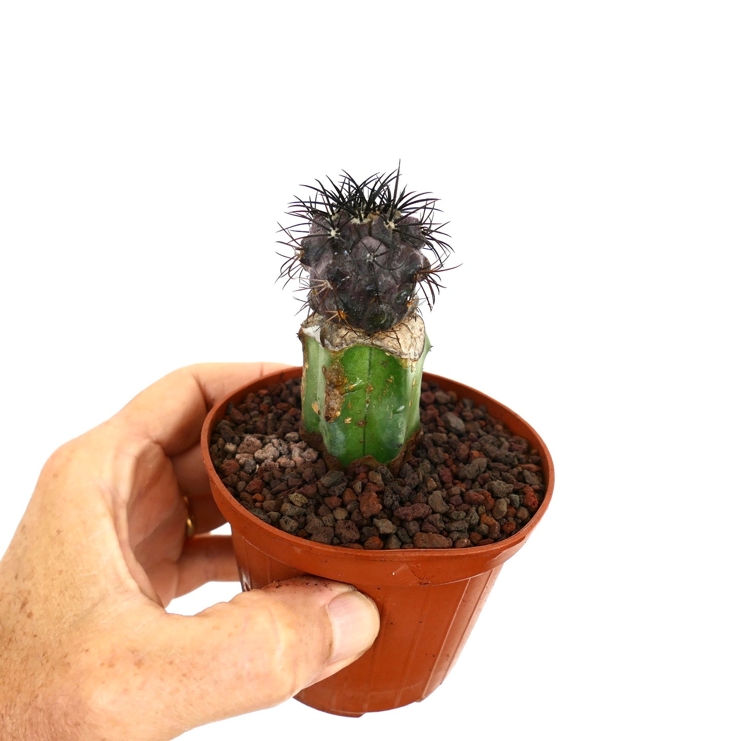 Copiapoa griseoviolacea seltener gepfropfter Kaktus mit dunklen Stacheln im kleinen Topf