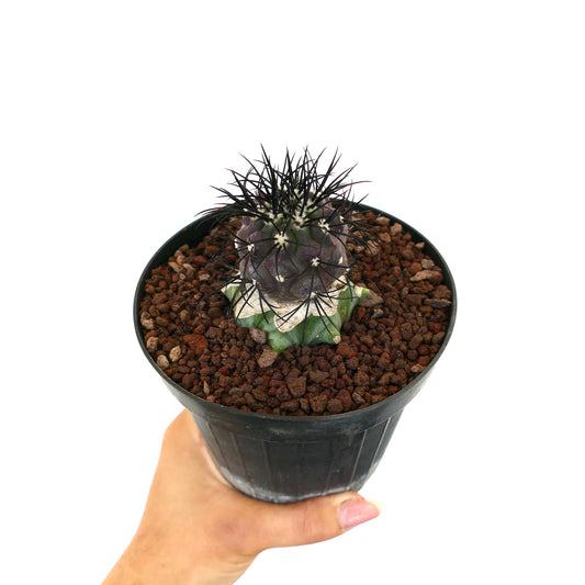 Copiapoa griseoviolacea rare cactus with strong black spines and variegated base in pot