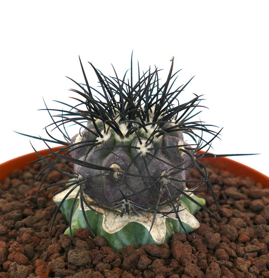 Copiapoa griseoviolacea rare cactus with dark strong spines and green grafted base in pot