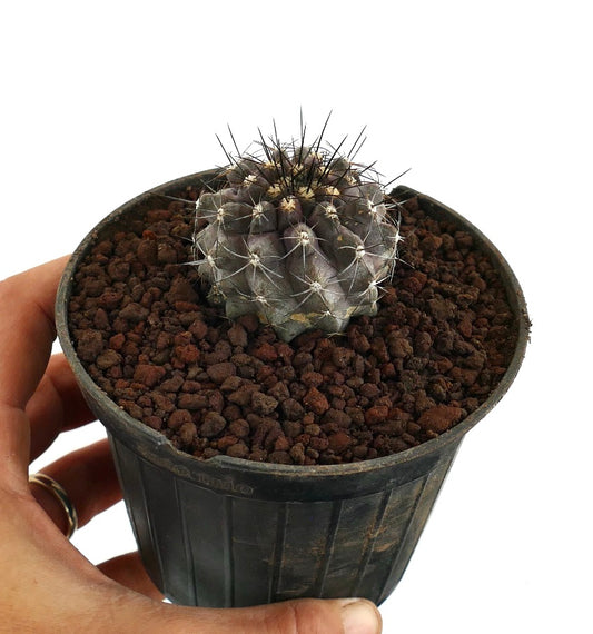 Copiapoa griseoviolacea X Copiapoa atacamensis pequeno cacto redondo com espinhos escuros em vaso preto