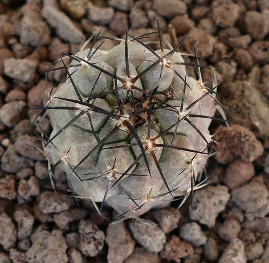 Copiapoa griseoviolacea X Copiapoa cinerea rare succulent cactus with dense dark spines and grayish body