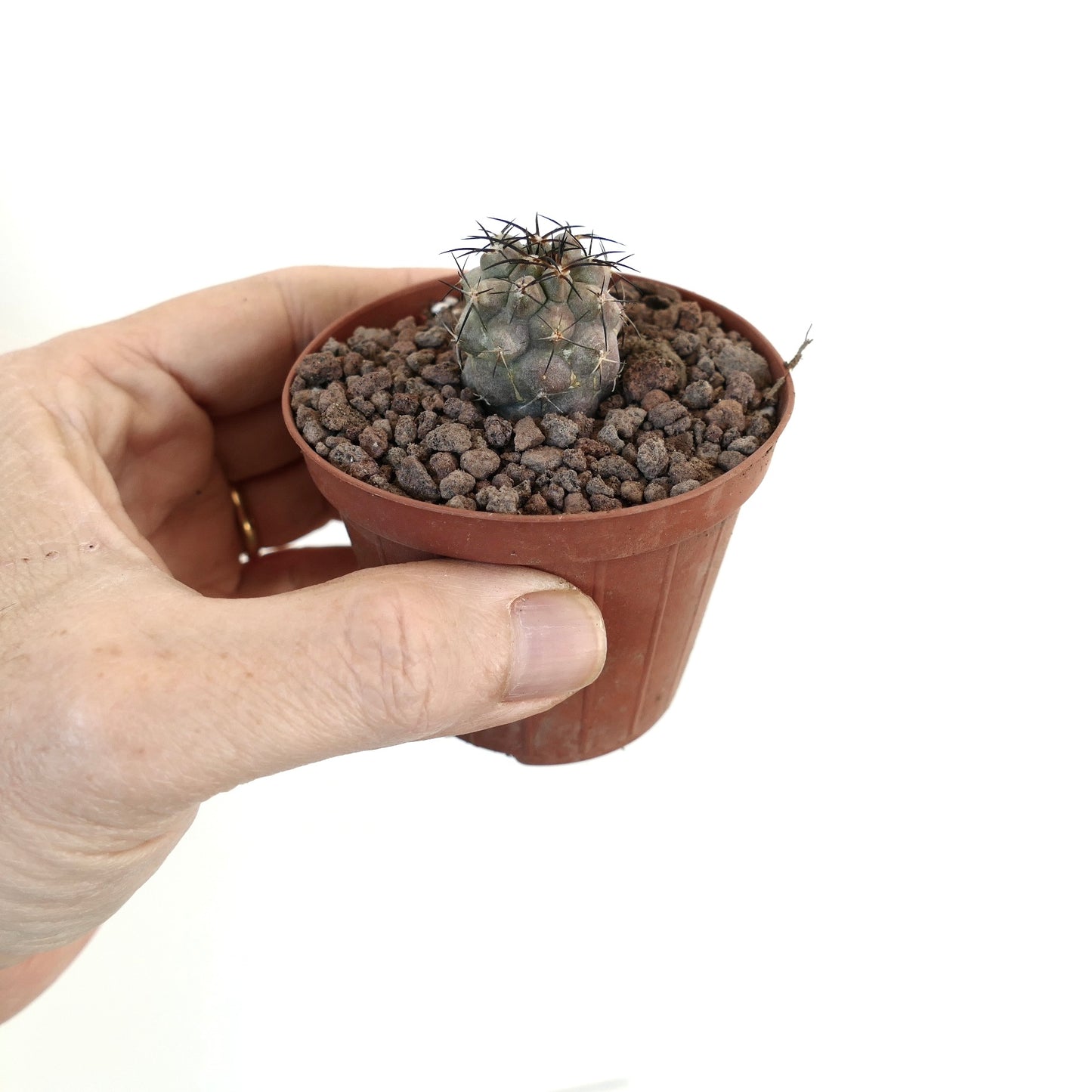 Copiapoa griseoviolacea X Copiapoa cinerea small round cactus with dark spines in pot