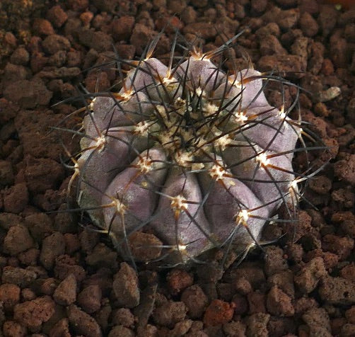 Copiapoa griseoviolacea X Copiapoa columna-alba cacto suculento roxo raro com longos espinhos pretos