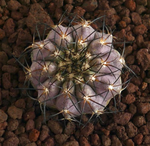 Copiapoa griseoviolacea X Copiapoa columna-alba raro cacto suculento com corpo roxo e longos espinhos escuros