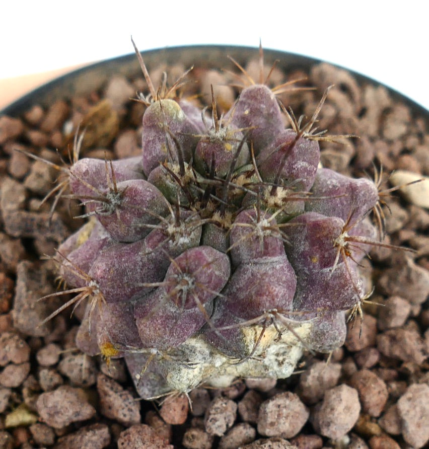 Copiapoa griseoviolacea X Copiapoa dura rare purple succulent cactus with spines and tuberculate structure