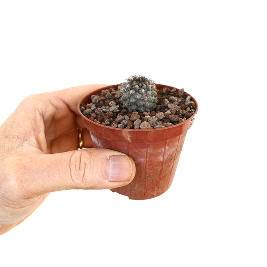 Copiapoa griseoviolacea X Copiapoa humilis small round cactus with dense spines in pot
