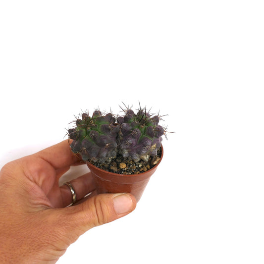 Copiapoa griseoviolacea X Copiapoa serpentisulcata cacto raro pequeno roxo-esverdeado com espinhos em vaso