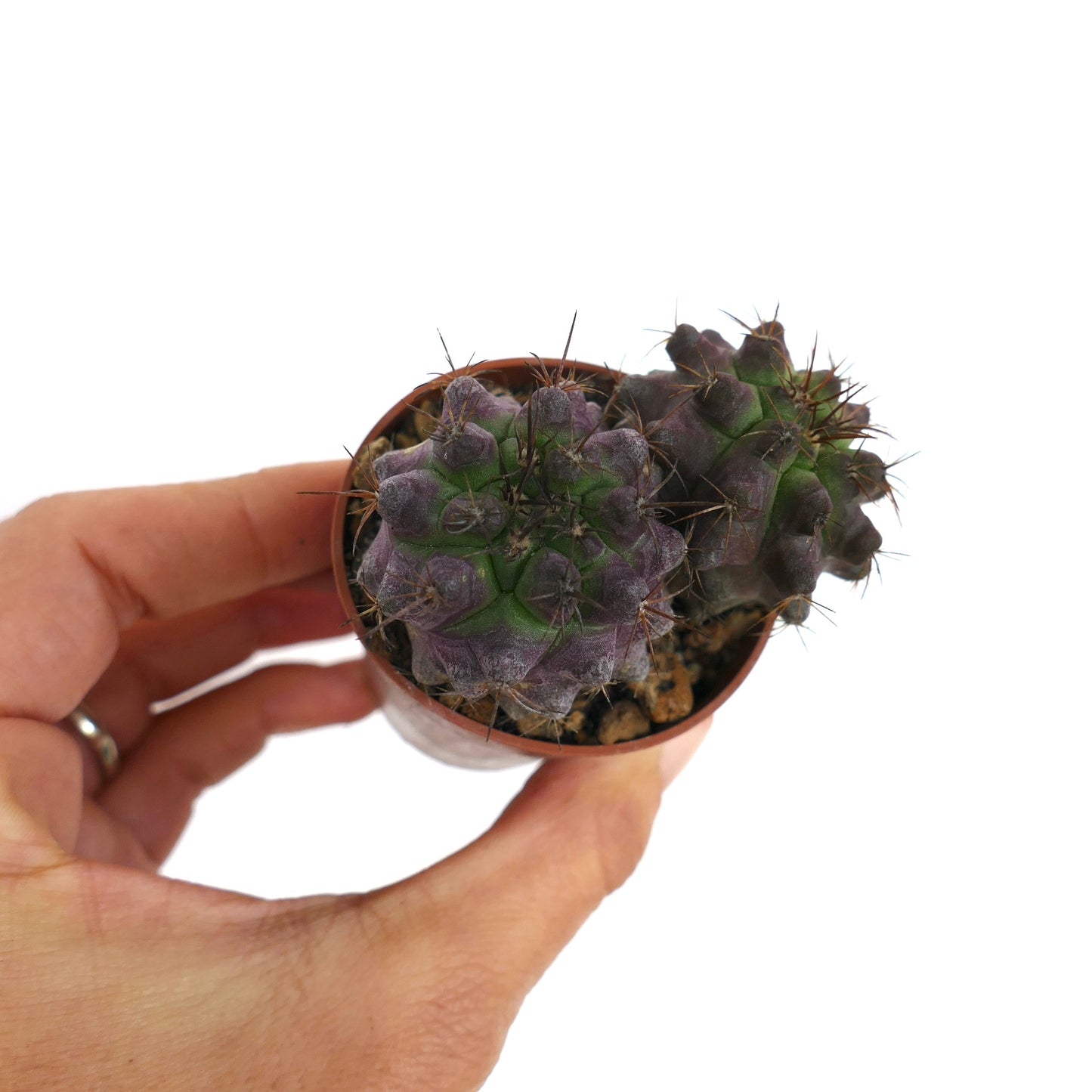 Copiapoa griseoviolacea X Copiapoa serpentisulcata cacto suculento raro com tubérculos verde-púrpura e espinhos afiados