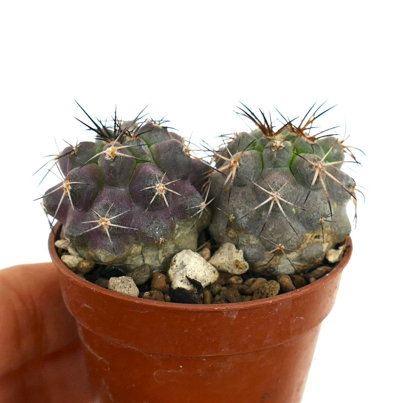 Copiapoa griseoviolacea X Copiapoa serpentisulcata cacto pequeno e redondo com espinhos afiados em vaso
