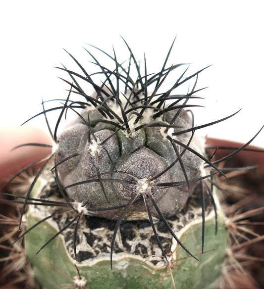Cacto suculento Copiapoa griseoviolacea X cinerea com espinhos pretos densos e corpo texturizado cinza-esverdeado