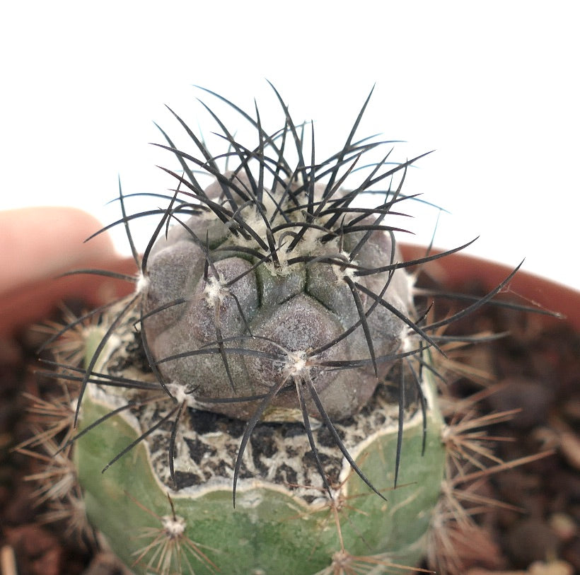 Copiapoa griseoviolacea X cinerea raro cacto suculento com espinhos escuros e topo cinzento texturizado