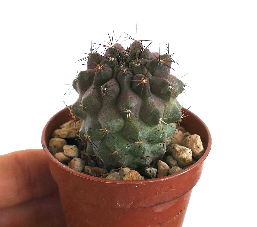 Copiapoa griseoviolacea X cinerea rare purple succulent cactus with sharp spines