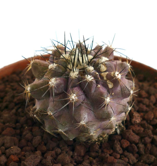 Cacto suculento raro Copiapoa griseoviolacea X humilis com tons púrpura e espinhos afiados em vaso