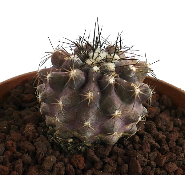 Copiapoa griseoviolacea X humilis raro cacto suculento roxo com espinhos escuros proeminentes e costelas texturizadas