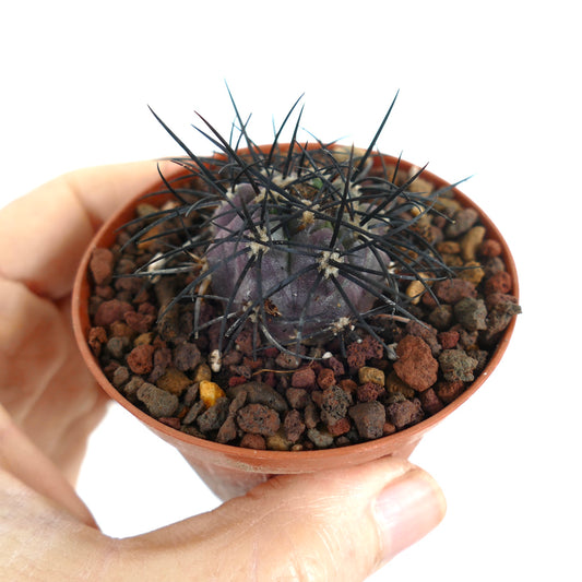 Copiapoa griseoviolacea small purple cactus with long black spines in pot held by hand