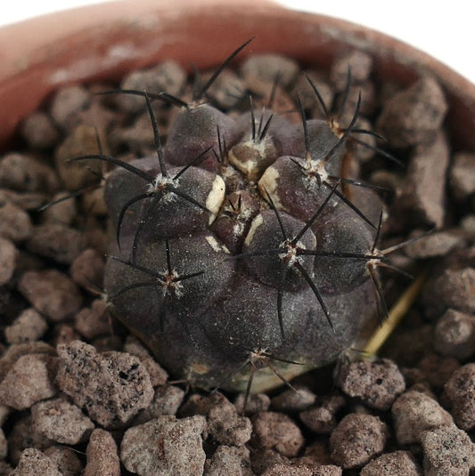 Copiapoa griseoviolacea small dark purple cactus with long black spines in rocky soil