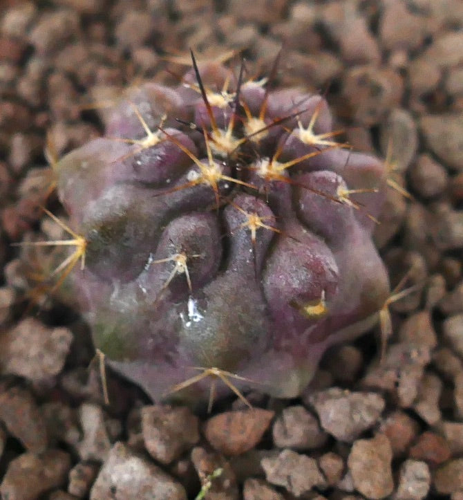 Kleine sukkulente Kakteenart Copiapoa griseoviolacea x goldii mit violetten Farbtönen und scharfen gelben Stacheln, wächst in felsigem Boden