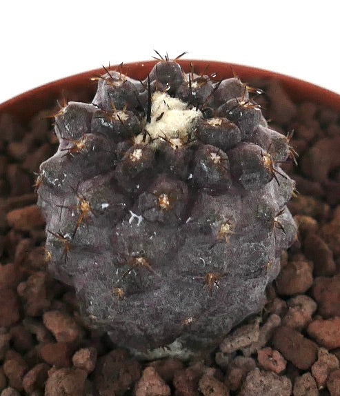 Copiapoa griseoviolacea x hypogaea seltene dunkelgraue Sukkulente mit kleinen Stacheln