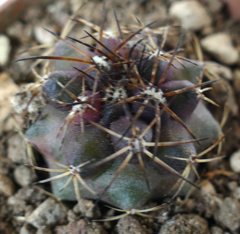 Copiapoa griseoviolacea x serpentisulcata rare succulent cactus with dark spines and purple-green body