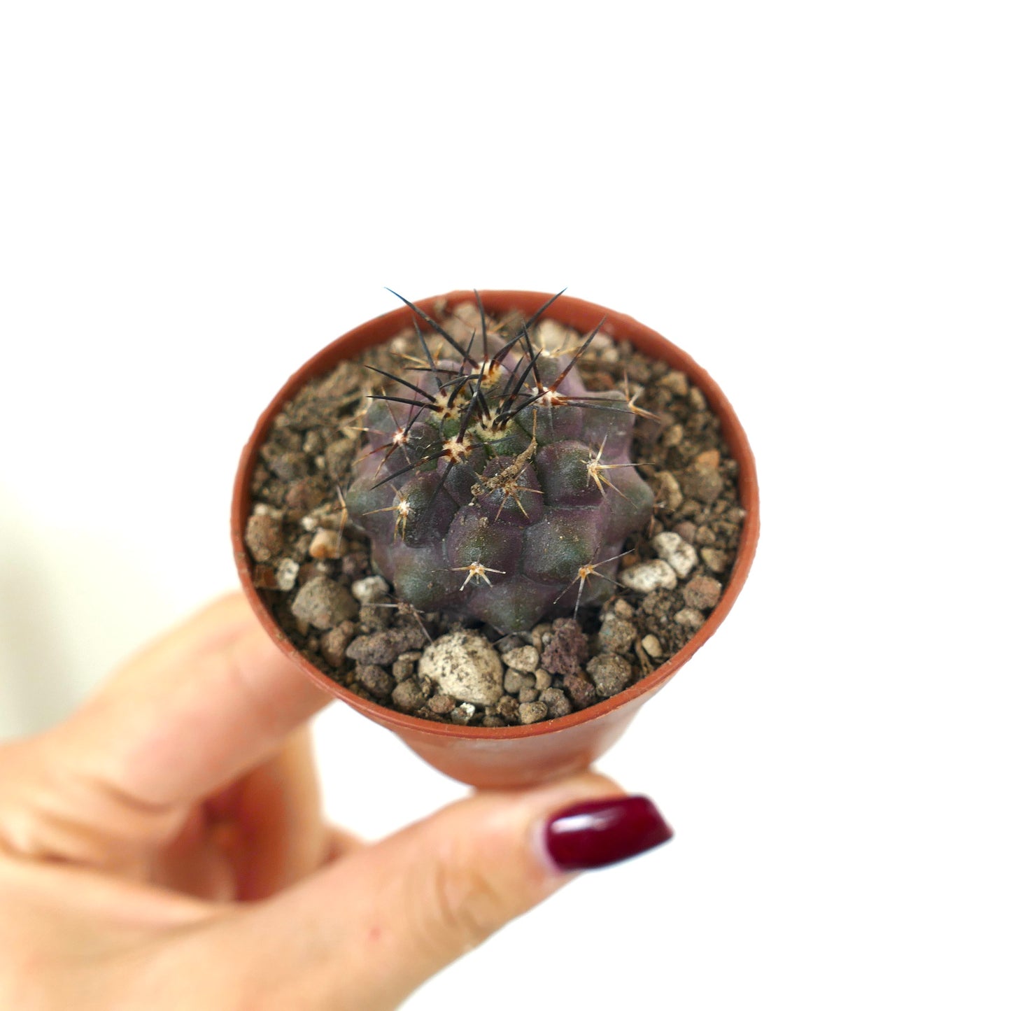 Copiapoa cinerea small purple succulent cactus with sharp black spines in pot