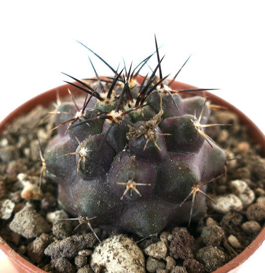 Copiapoa grisseoviolacea x cinerea rare dark purple succulent cactus with long black spines in pot