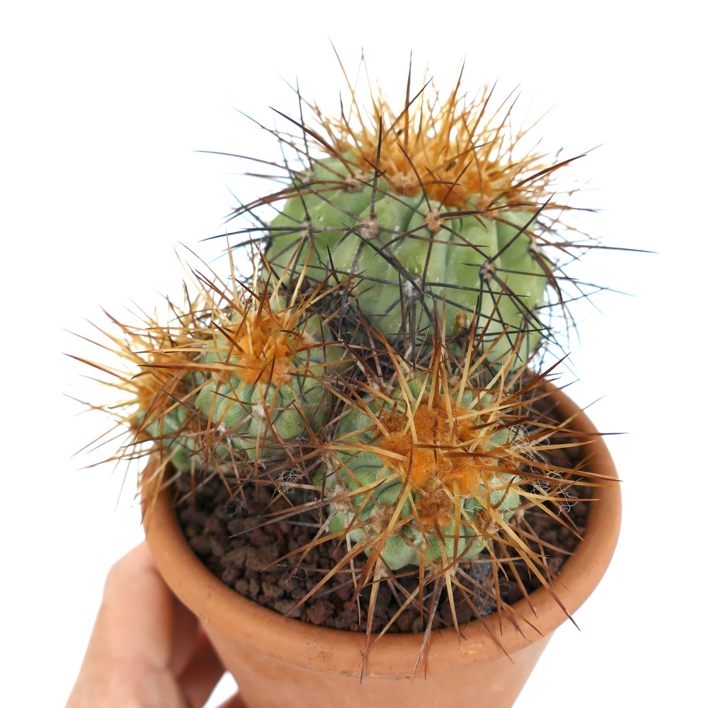 Copiapoa haseltoniana succulent cactus with green stems and long orange spines in terracotta pot