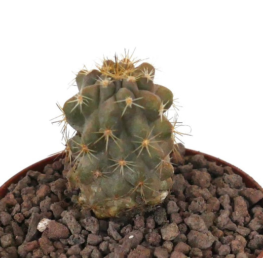 Copiapoa haseltoniana x Copiapoa goldii seltener Sukkulenten-Kaktus mit rundlichen Rippen und gelben Stacheln im Topf