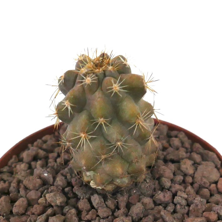Copiapoa haseltoniana x Copiapoa goldii seltener kleiner Kaktus mit gruppierten Dornen und runden Warzen