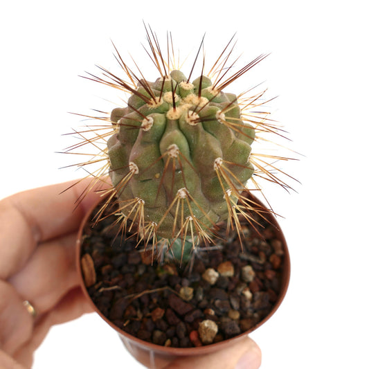 Copiapoa haseltoniana X krainziana var. brunispina pequeno cacto com espinhos longos castanhos em vaso