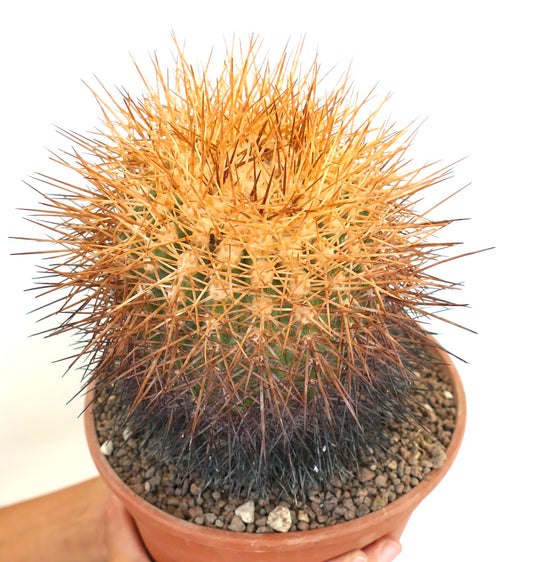 Copiapoa hornilloensis-cactus met dichte oranje en donkerbruine stekels in terracottapot