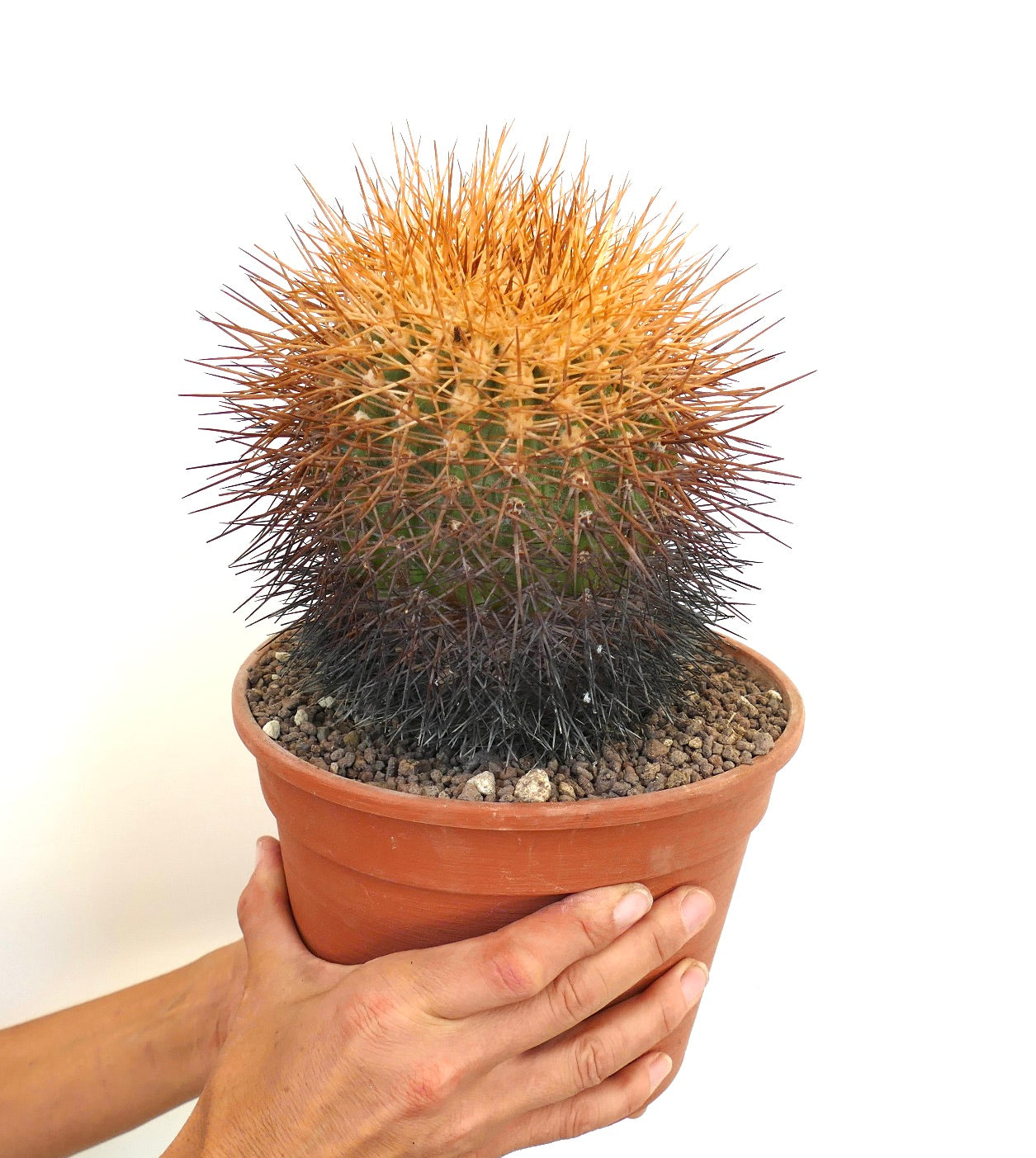 Copiapoa hornilloensis cactus with dense orange and black spines in terracotta pot held by hands