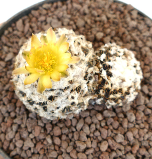 Copiapoa humilis cactus with woolly white spines and bright yellow flower bloom