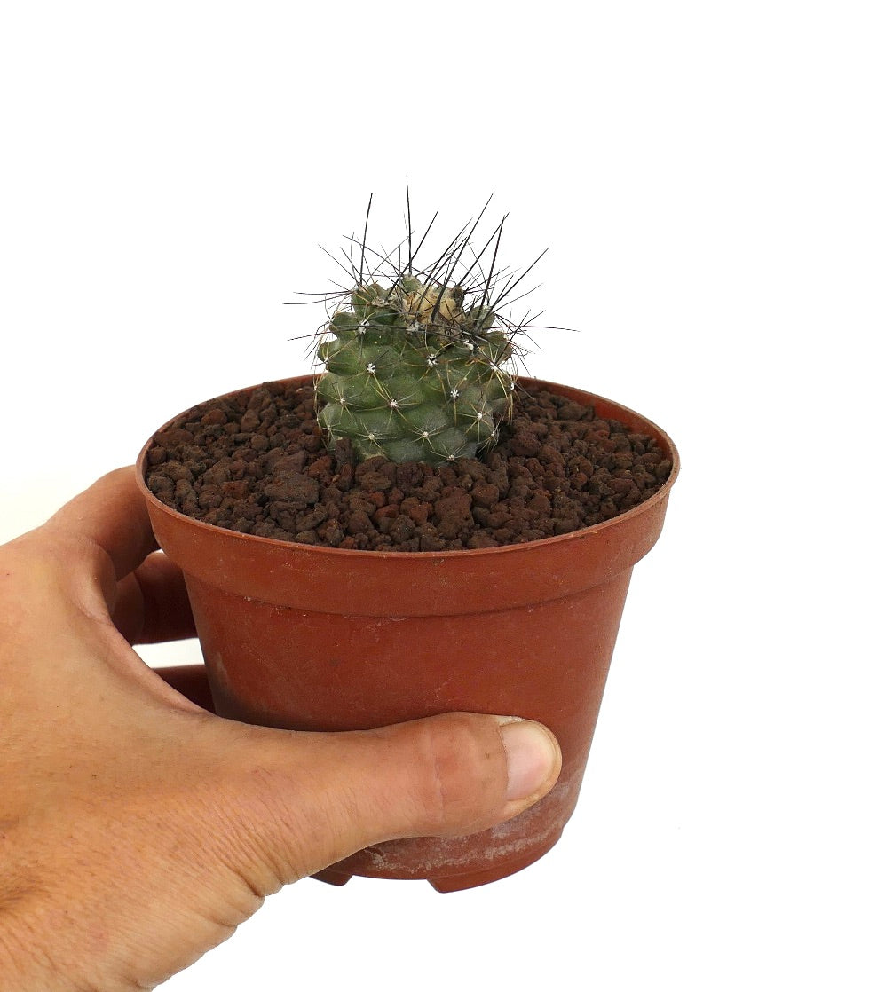 Copiapoa humilis pequeño cactus verde con espinas largas y oscuras en maceta marrón suculenta