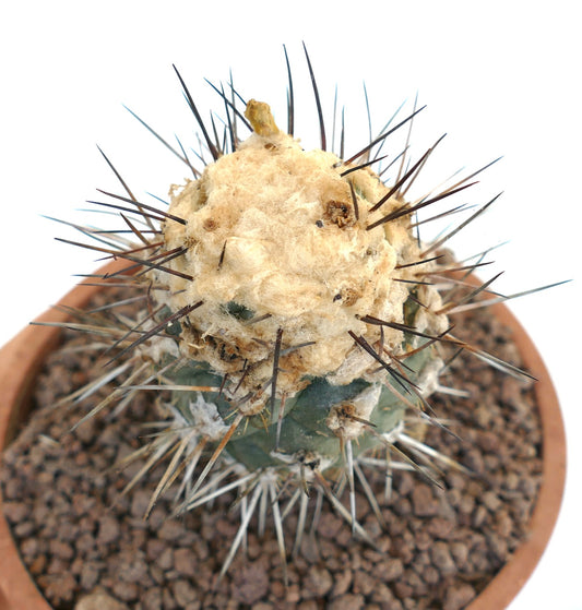 Copiapoa humilis cactus with dense white wool and long sharp dark spines in terracotta pot
