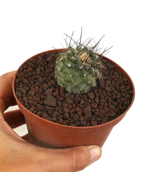 Copiapoa humilis small round cactus with long dark spines in brown pot