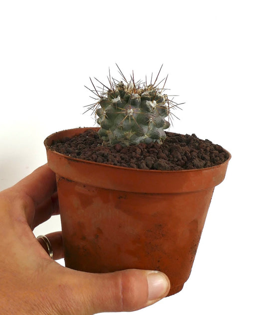 Copiapoa humilis small round succulent cactus with prominent long spines in terracotta pot