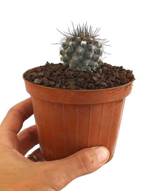 Copiapoa humilis small round succulent cactus with dense spines in terracotta pot