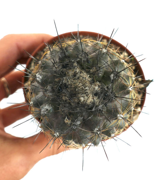 Copiapoa humilis small round cactus with dense dark spines and woolly areoles