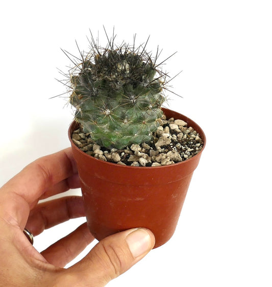 Copiapoa humilis small round cactus with dense dark spines in terracotta pot