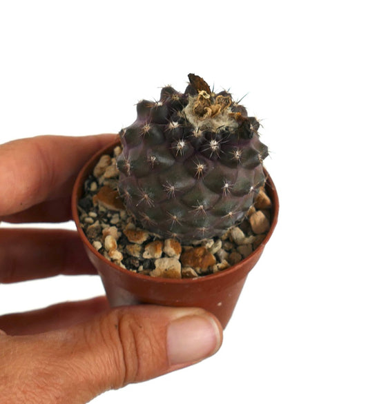 Copiapoa humilis rare dark purple succulent cactus with spines in small pot