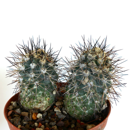 Copiapoa humilis succulent cactus with dense long spines and rough textured green stems in pot