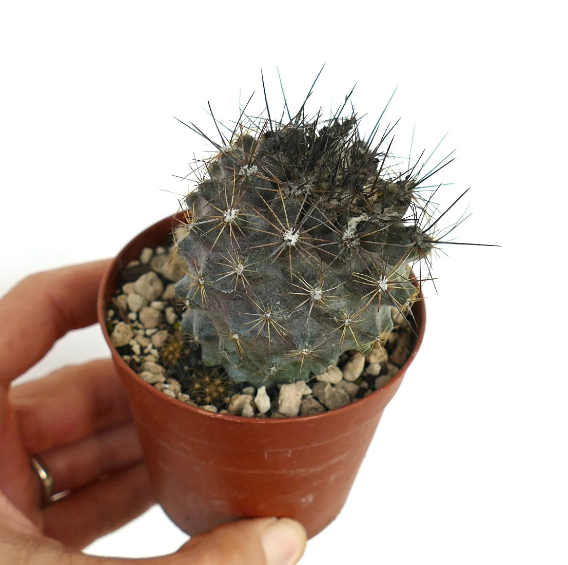 Copiapoa humilis pequeño cactus redondo con espinas densas y afiladas en maceta de terracota